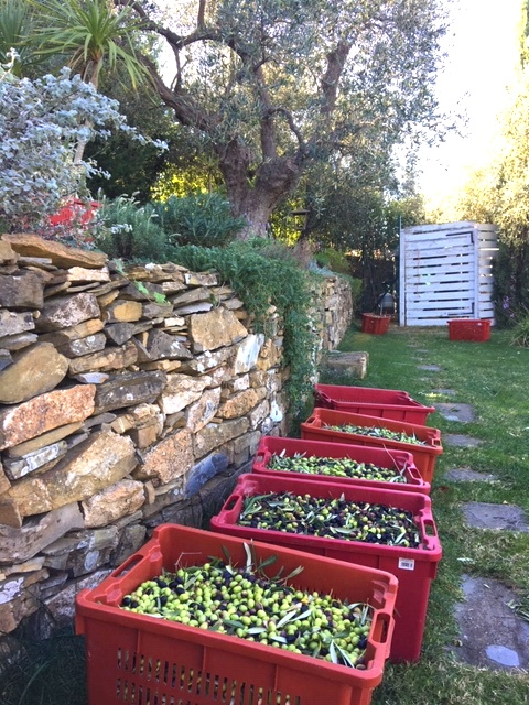 Huile d'Olive Extra Vierge Taggiasca DOP - 2