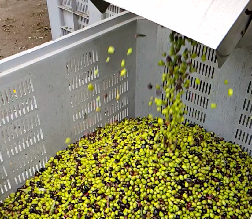 Huile d'Olive Extra Vierge Taggiasca DOP - 3